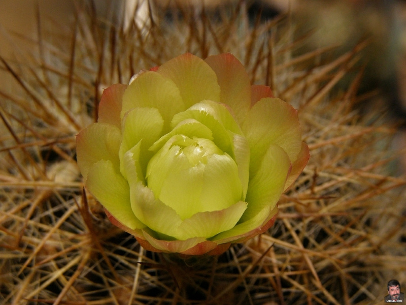 Файл:Eriosyce chilensis 3.jpg