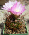 Gymnocalycium monvillei ssp. horridispinum