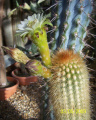 Haageocereus versicolor 68.jpg