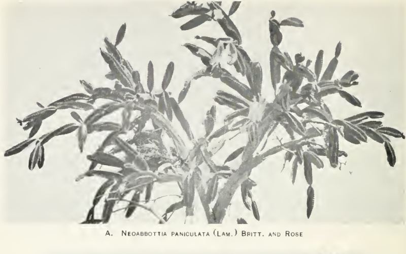 Файл:Leptocereus paniculatus 2.JPG