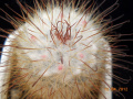 Mammillaria bombycina ssp. bombycina