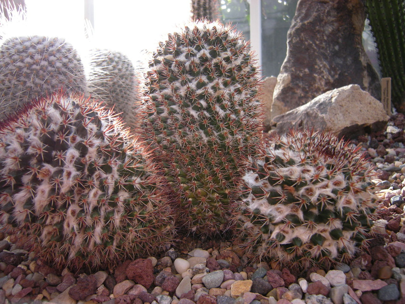 Файл:Mammillaria nagliana-1280px.jpg