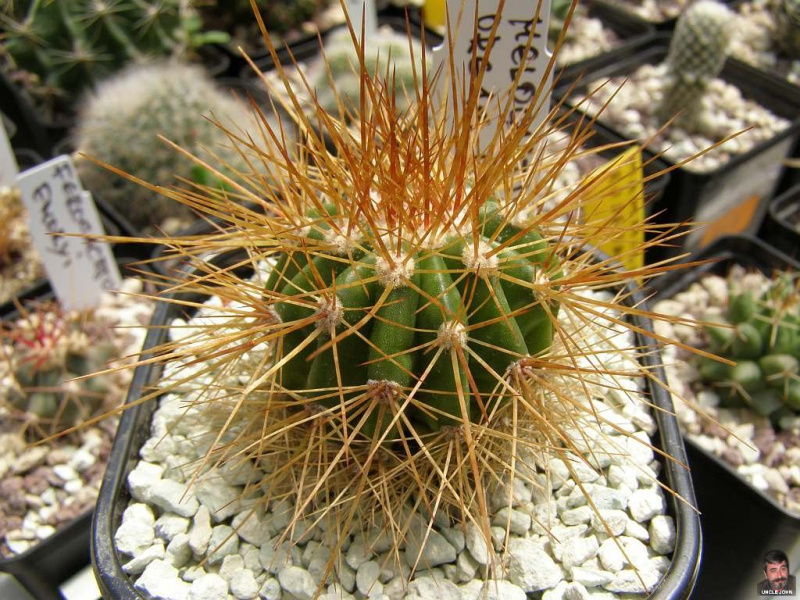 Файл:Melocactus ernestii ssp. ernestii.jpg