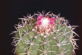 Melocactus violaceus natalensis.jpg