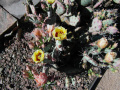 Opuntia macrocentra 3.JPG