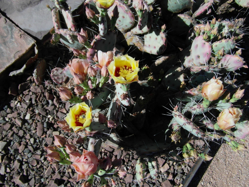 Файл:Opuntia macrocentra 3.JPG