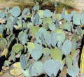 Opuntia robusta 9.JPG