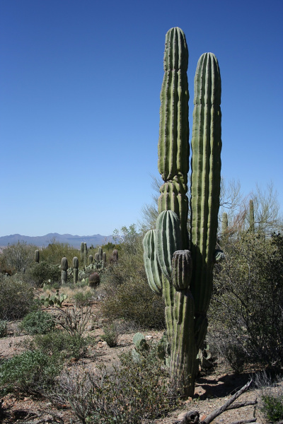 Файл:Pachycereus pringlei 1.jpg
