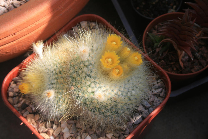 Файл:Parodia chrysacanthion 02.jpg