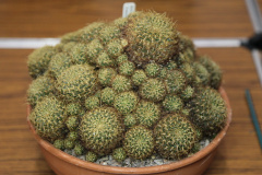 Rebutia glomeriseta 4.jpg