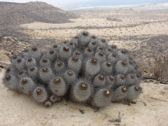 Copiapoa dealbata 02.jpg