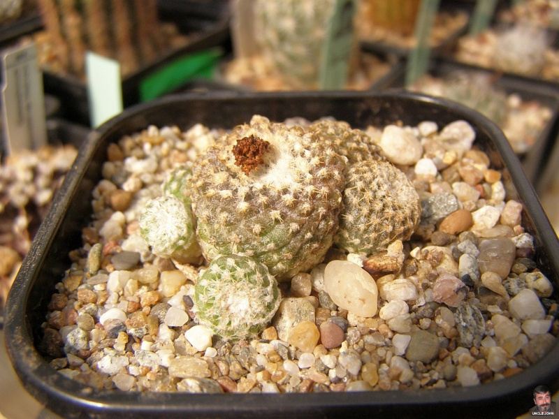 Файл:Copiapoa hypogaea ssp. laui 1.jpg