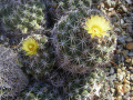 Coryphantha bumamma 04.jpg