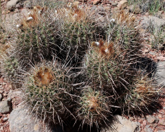 Echinocactus polycephalus ssp. xeranthemoides 5.JPG