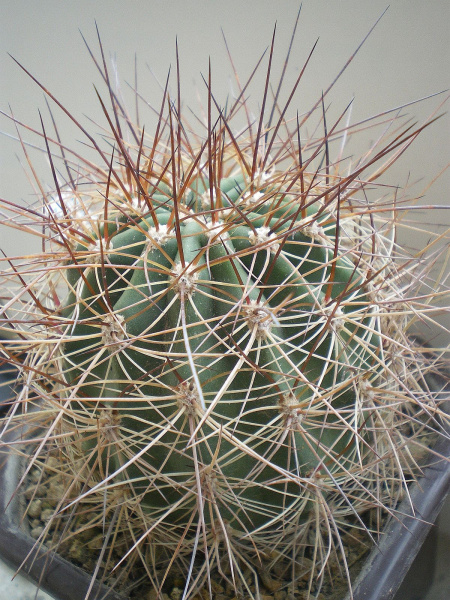 Файл:Echinopsis formosa formosa.jpg