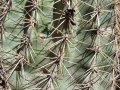 Echinopsis walteri 2.JPG