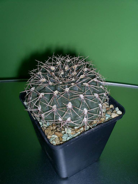 Файл:Gymnocalycium baldianum 3.jpg