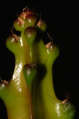 Hylocereus stenopterus