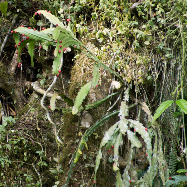 Файл:Lymanbensonia incachacana 2.jpg