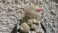 Mammillaria crucigera ssp. tlalocii