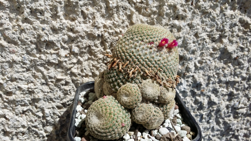 Файл:Mammillaria crucigera ssp. tlalocii 2.jpg