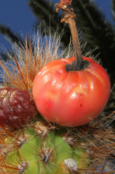 Файл:Oreocereus pseudofossulatus 2.jpg