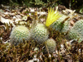Parodia rechensis 3.JPG