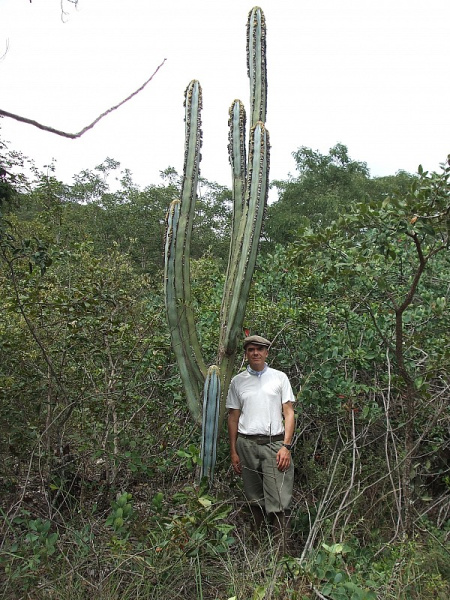 Файл:Pilosocereus fulvilanatus ssp. fulvilanatus 07.JPG