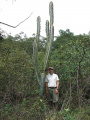 Pilosocereus fulvilanatus ssp. fulvilanatus