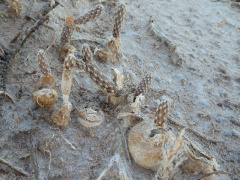 Pterocactus tuberosus 7.JPG