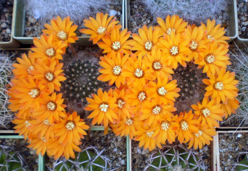 Файл:Rebutia fiebrigii 4.jpg