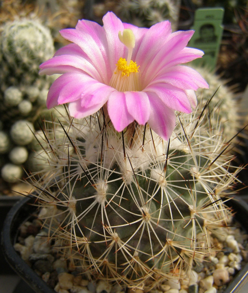 Файл:Turbinicarpus beguinii ssp. beguinii 1.jpg