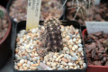 Austrocactus philippii