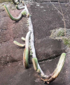 Coleocephalocereus fluminensis ssp. decumbens.jpg