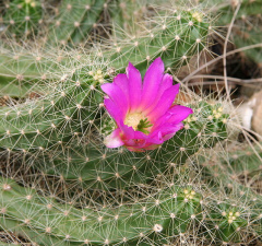 Echinocereus cinerascens ssp. cinerascens.jpg