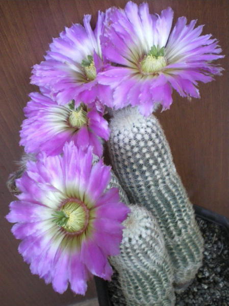 Файл:Echinocerus sp. kalina.jpg