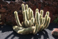 Echinopsis thelegonoides.jpg