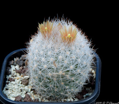 Escobaria dasyacantha ssp. chaffeyi 2.jpg