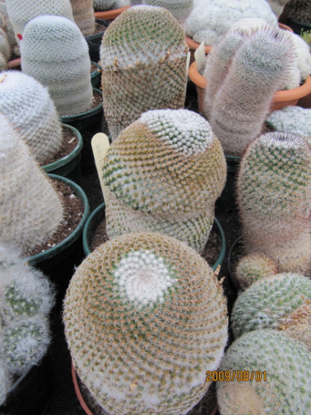Файл:Mammillaria huitzilopochtli 3.jpg