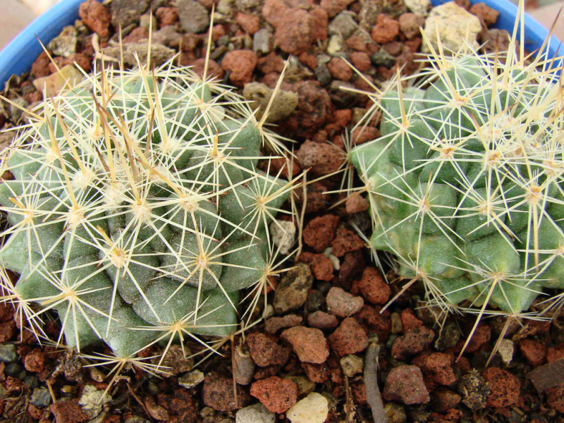 Файл:Mammillaria melanocentra ssp. rubrograndis 2.jpg