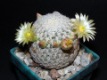 Mammillaria pectinifera ssp. solisioides 2.JPG