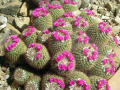 Mammillaria sonorensis 9.jpg