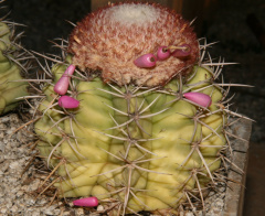 Melocactus concinnus 1.jpg