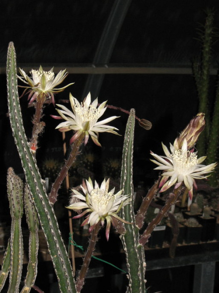 Файл:Peniocereus greggii 3.jpeg