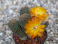 Rebutia canigueralii 2.jpg