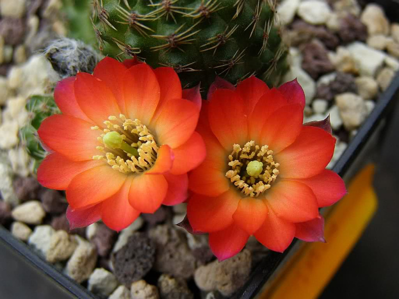 Файл:Rebutia pygmaea.jpg