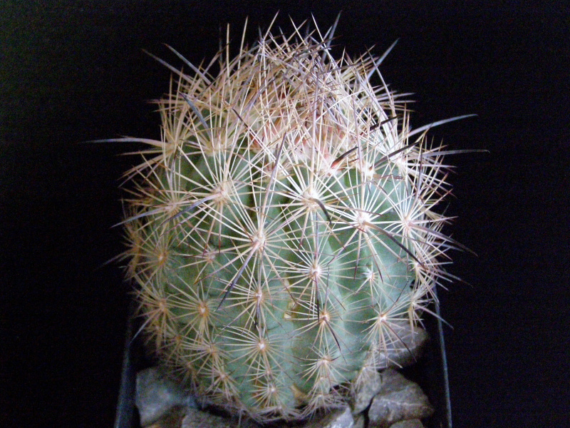 Файл:Sclerocactus unguispinus var. mapimiensis.JPG
