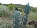 Cereus aethiops