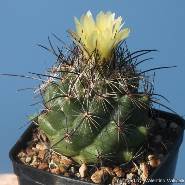 Файл:Coryphantha gladiispina 16808.jpg