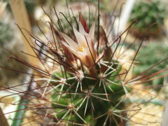 Cumarinia odorata.jpg